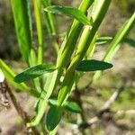 Baccharis phyteumoides leaf picture by Trap Hers (cc-by-sa)