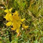 Crotalaria brevidens flower picture by susan brown (cc-by-sa)