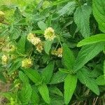 Lantana viburnoides flower picture by susan brown (cc-by-sa)