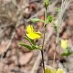 Rhynchosia senna flower picture by Trap Hers (cc-by-sa)