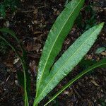 Anacardium spruceanum leaf picture by Lisa Moreno (cc-by-sa)