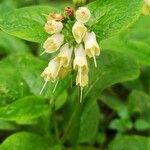 Symphytum bulbosum flower picture by barchid (cc-by-sa)