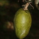 Couepia polyandra fruit picture by Nelson Zamora Villalobos (cc-by-nc)