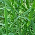 Leersia oryzoides leaf picture by Stoegerer Franz (cc-by-sa)