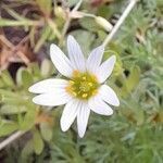 Cerastium humifusum flower picture by Trap Hers (cc-by-sa)