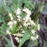 Baccharis punctulata flower picture by Trap Hers (cc-by-sa)