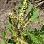 Amaranthus spinosus fruit picture by Joshua Kuykendall (cc-by-sa)