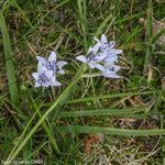 Scilla verna flower picture by jid (cc-by-sa)