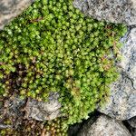 Alchemilla holosericea habit picture by Fabien Anthelme (cc-by-sa)