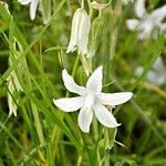 Ornithogalum nutans flower picture by Petr Harant (cc-by-sa)