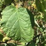 Datura metel leaf picture by Alboss (cc-by-sa)