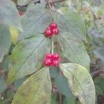 Ilex verticillata fruit picture by Nick Emeric (cc-by-sa)