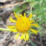 Gaillardia megapotamica flower picture by Trap Hers (cc-by-sa)