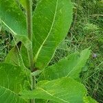 Inula helenium leaf picture by Radu Nicolau (cc-by-sa)