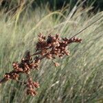 Juncus acutus fruit picture by Sylvain Piry (cc-by-sa)