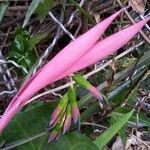 Billbergia nutans flower picture by minuet sandra (cc-by-sa)