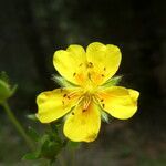 Potentilla pyrenaica flower picture by Llandrich anna (cc-by-sa)