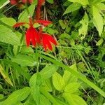 Lobelia cardinalis fruit picture by Linda Croteau (cc-by-sa)