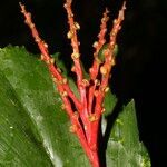 Reinhardtia simplex flower picture by Nelson Zamora Villalobos (cc-by-nc)