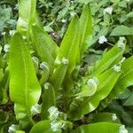 Asplenium scolopendrium habit picture by David Hocken (cc-by-sa)