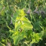 Lamium flexuosum leaf picture by Malek Mebarki (cc-by-sa)