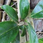 Vantanea occidentalis leaf picture by SINAC Pérez Greivin (cc-by-sa)