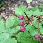 Geranium macrorrhizum fruit picture by Erwan Partaix (cc-by-sa)