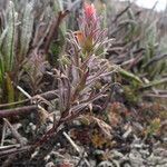 Castilleja fissifolia habit picture by Lucie Dubois Aubecq (cc-by-sa)