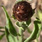 Centaurea sphaerocephala fruit picture by Patrice Nodet (cc-by-sa)