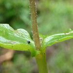 Neottia cordata leaf picture by Fabien Anthelme (cc-by-sa)