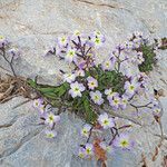 Malcolmia flexuosa habit picture by dimitris log (cc-by-sa)