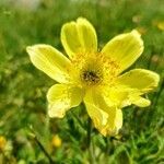 Geum pyrenaicum flower picture by Thomas Bailly (cc-by-sa)