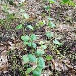 Alliaria petiolata habit picture by Doli Oli (cc-by-sa)