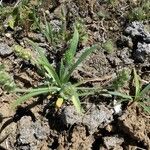 Plantago bellardii habit picture by huy HO (cc-by-sa)