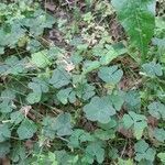 Oxalis violacea leaf picture by Gail Hinds (cc-by-sa)