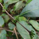 Salacia senegalensis fruit picture by Maarten Vanhove (cc-by-sa)