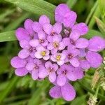 Iberis umbellata flower picture by David Hocken (cc-by-sa)