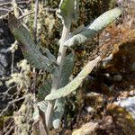 Senecio tergolanatus leaf picture by Fabien Anthelme (cc-by-sa)