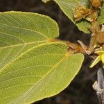 Apeiba tibourbou leaf picture by Nelson Zamora Villalobos (cc-by-nc)