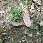 Dianthus seguieri habit picture by Giovanni Vannacci (cc-by-sa)