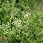 Galium album flower picture by Lynda Holland (cc-by-sa)