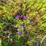 Pinguicula vulgaris flower picture by Liza R (cc-by-sa)