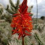 Dichromanthus cinnabarinus flower picture by Enciso Emmanuel (cc-by-sa)