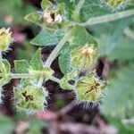 Potentilla recta fruit picture by Else Nolden (cc-by-sa)