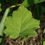 Rubus alceifolius leaf picture by P. Bonnet (cc-by-sa)