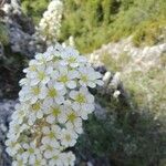 Saxifraga longifolia flower picture by Gabriel Mayrhofer (cc-by-sa)