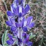 Lupinus pilosus flower picture by Zafer Yavuz (cc-by-sa)