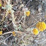 Helichrysum anomalum habit picture by Maarten Vanhove (cc-by-sa)