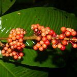 Ardisia wedelii flower picture by Nelson Zamora Villalobos (cc-by-nc)