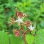 Rubus phoenicolasius flower picture by katejlock (cc-by-sa)